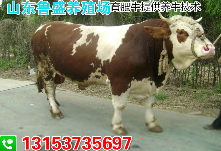 深圳市哪里卖肉食小黄牛