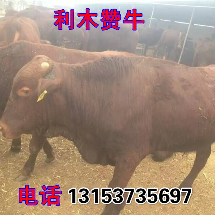 绵阳市养殖西门塔尔牛效益怎么样