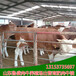 萍乡市现在的牛犊多少钱一斤