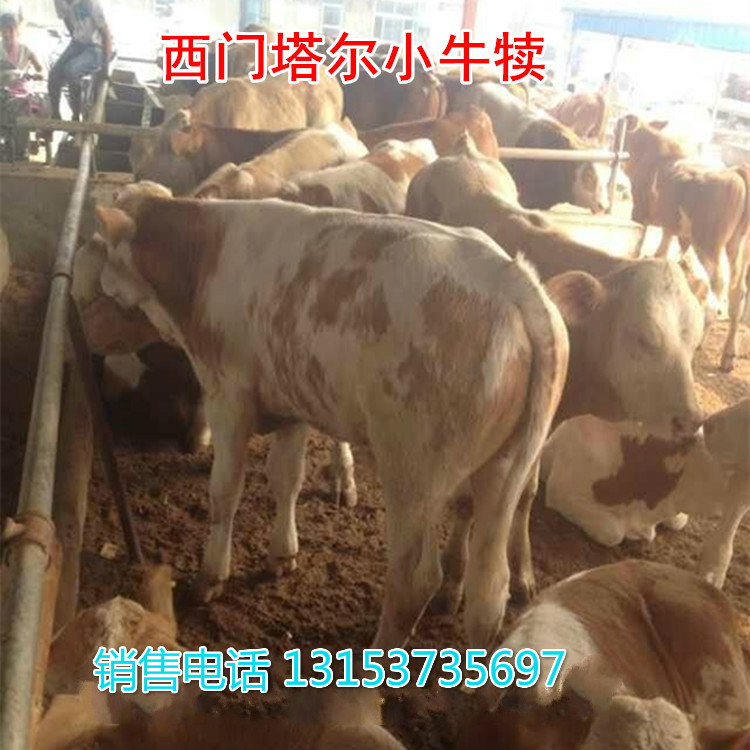 贺州市哪里卖肉食小黄牛