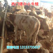 海南省哪里卖肉食小黄牛