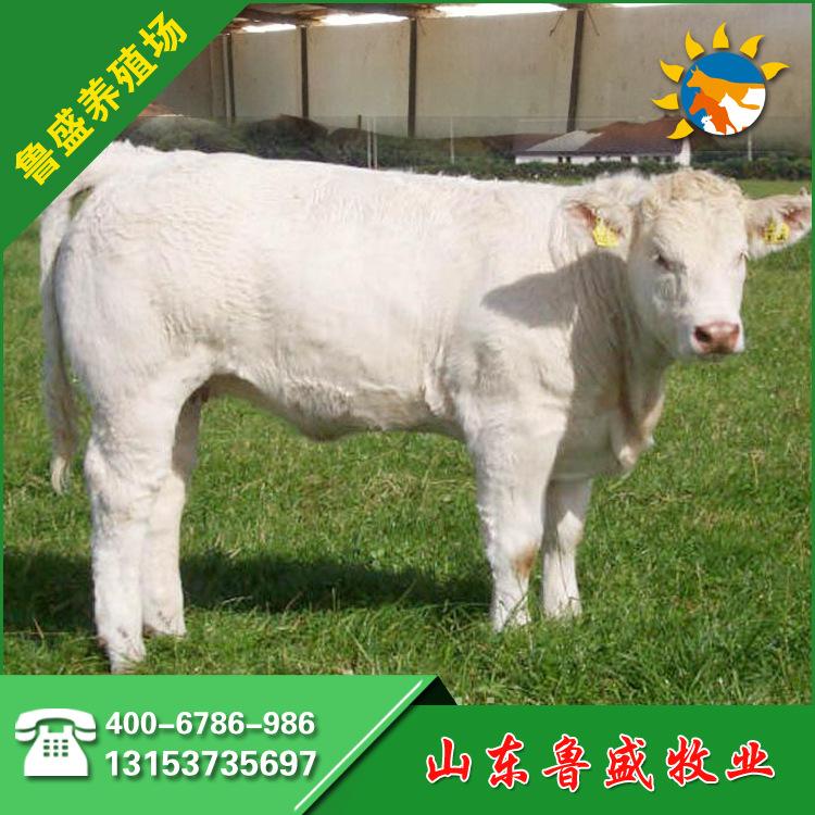 黑龙江省现在出栏肉牛价格多少钱