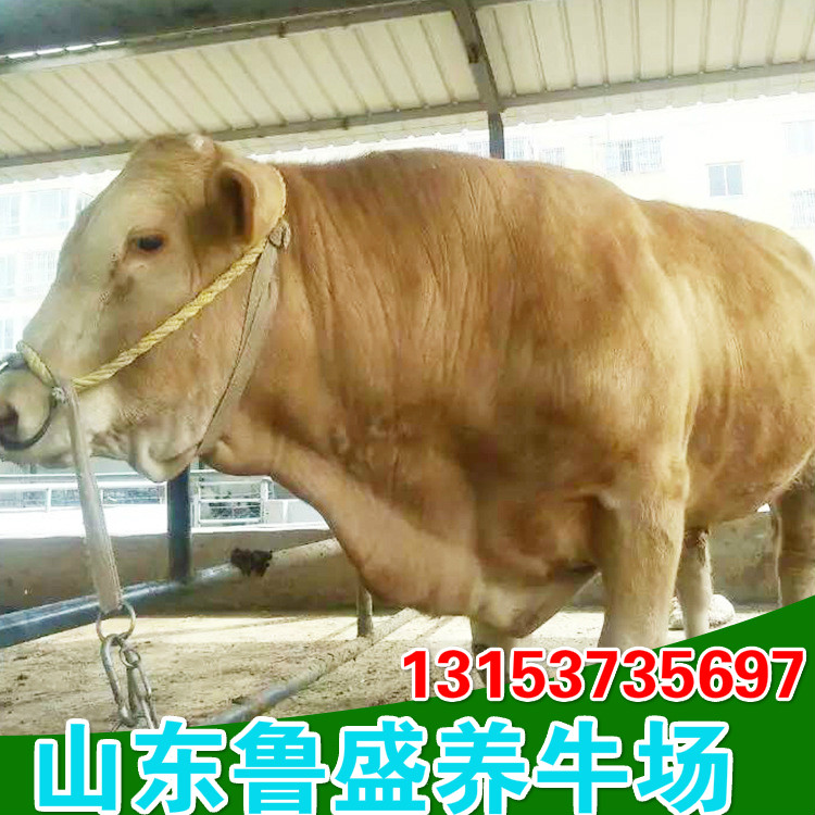 河池市哪里卖肉食小黄牛