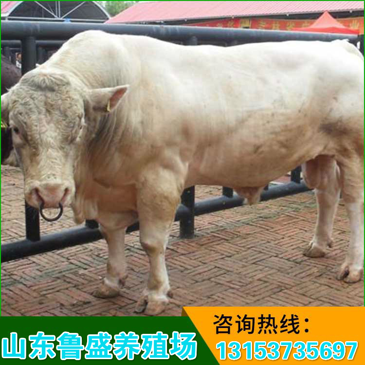 深圳市哪里卖肉食小黄牛