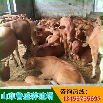 黑龙江省现在出栏肉牛价格多少钱