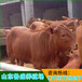 南京市现在黄牛多少钱1斤