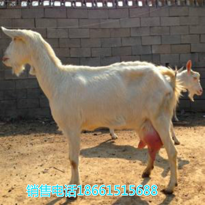 新疆吐鲁番地区萨能奶山羊多少钱一只