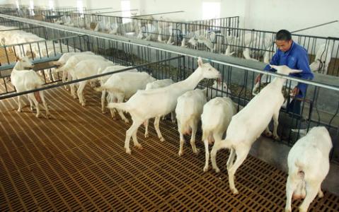 新疆阿勒泰地区奶山羊养殖场