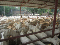 新疆阿勒泰地区奶山羊养殖场图片2