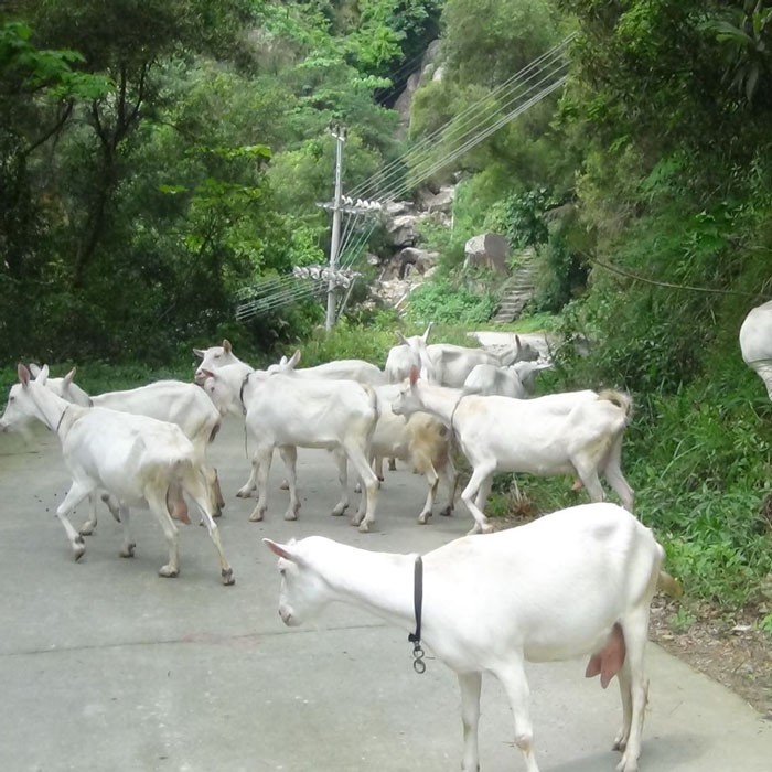 辽宁沈阳吐根堡奶山羊