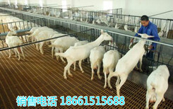 新疆阿勒泰地区奶山羊养殖场图片5