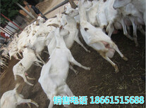 新疆阿勒泰地区奶山羊养殖场图片0