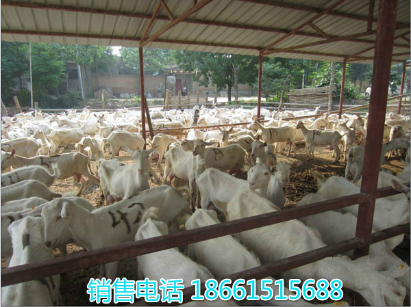 陕西汉中奶山羊的品种