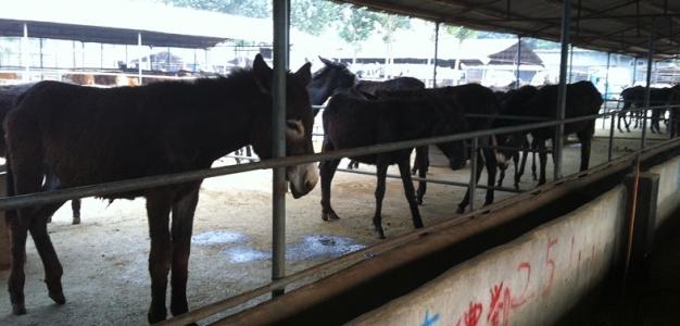 南京市哪里有新鲜驴鞭出售