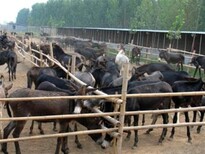 金塔县大型养驴基地在哪里图片5