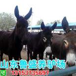 长武县大型养驴基地在哪里图片2