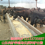 长武县大型养驴基地在哪里图片3