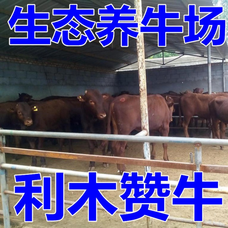 西门塔尔公牛价格哪里有肉牛犊