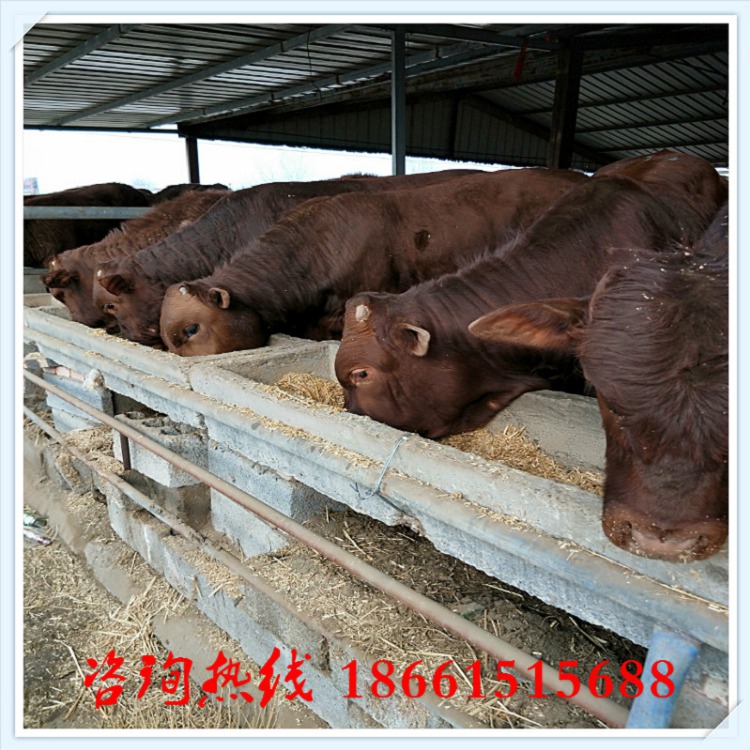 陕西渭南有养牛场