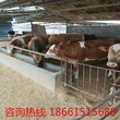 肉牛犊肉羊肉驴.图片