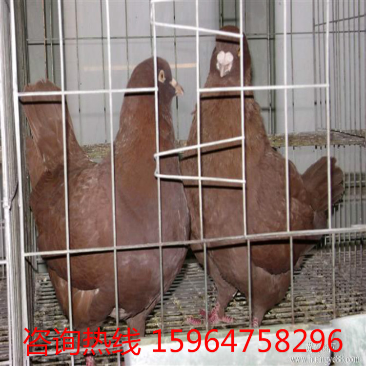 晋江哪儿有卖种鸽的