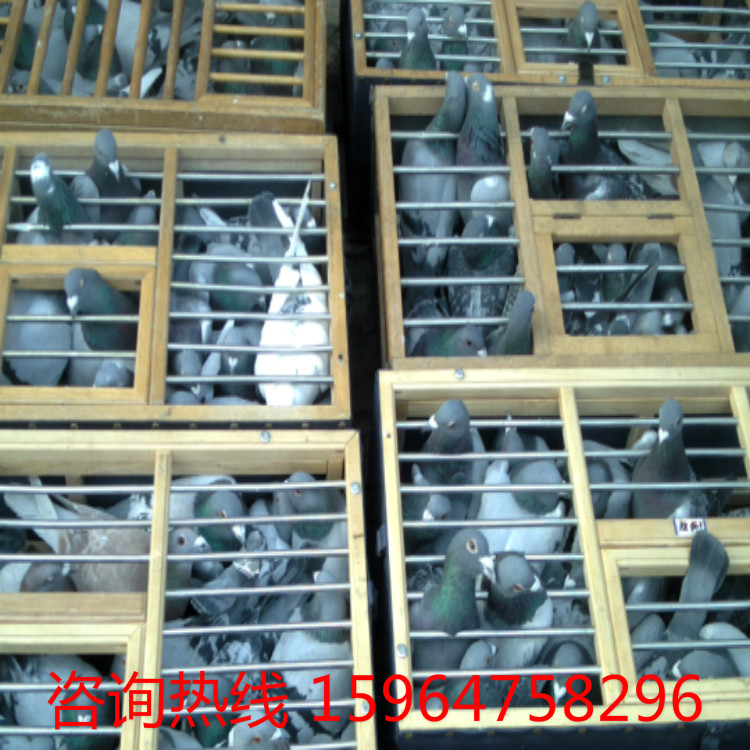 晋江哪儿有卖种鸽的