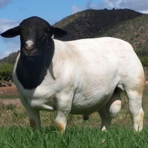 绵羊圈养羊技术视频