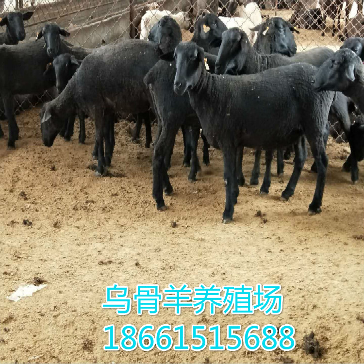 市场乌骨羊多少钱一斤