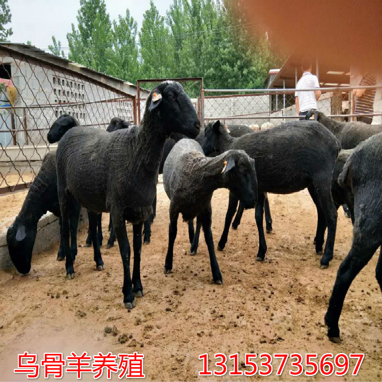 市场乌骨羊多少钱一斤