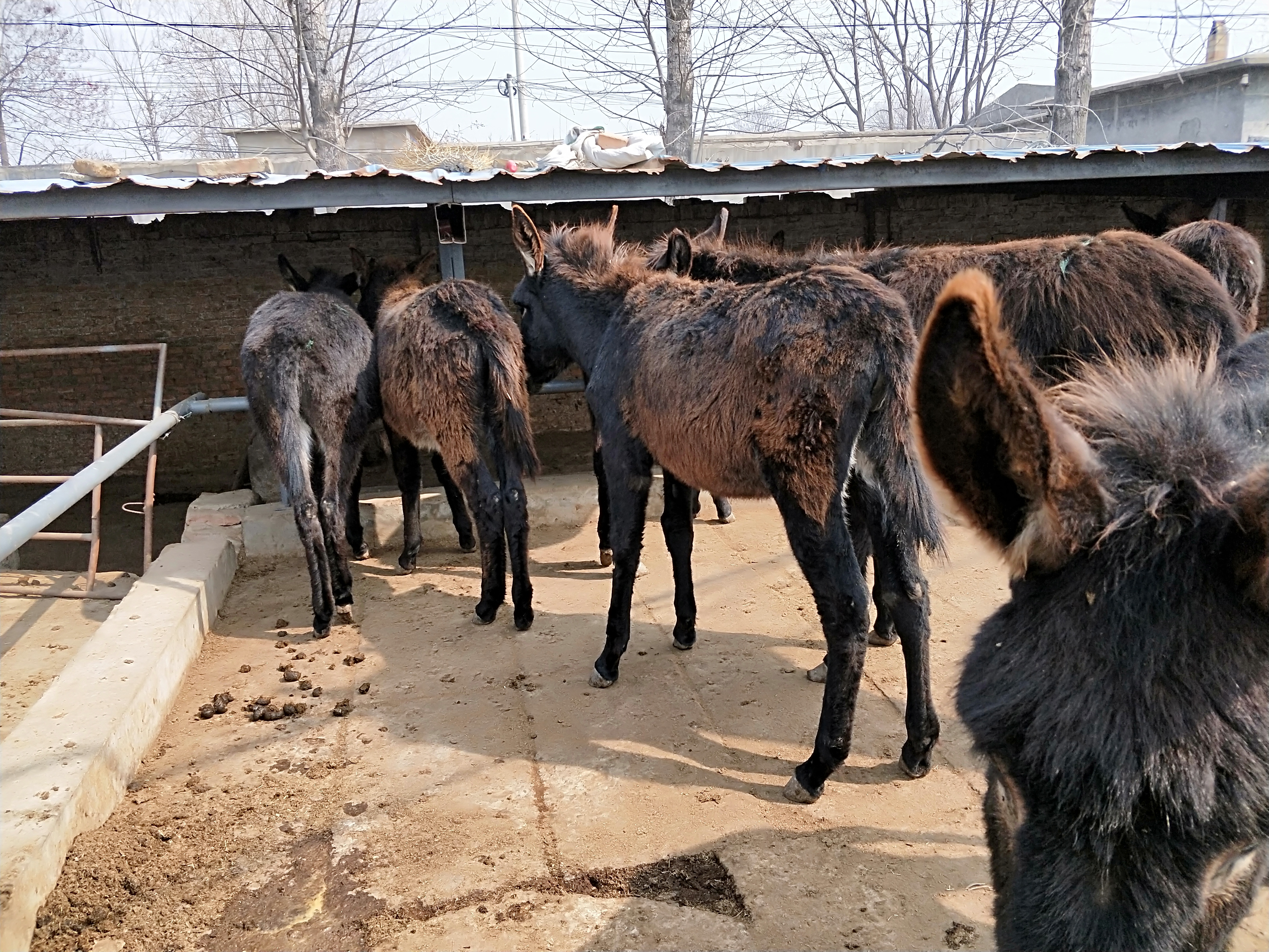 平凉市驴驹价格