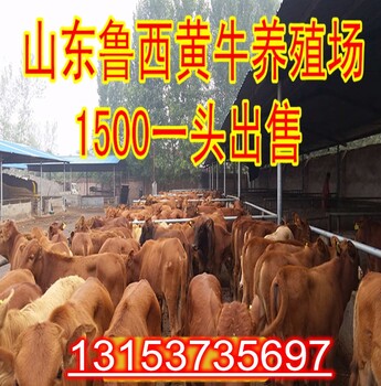 呼和浩特市3个月牛犊价格