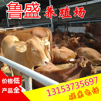 南京市肉牛犊一头多少钱