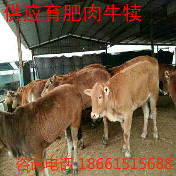 湛江市肉牛犊出售价格