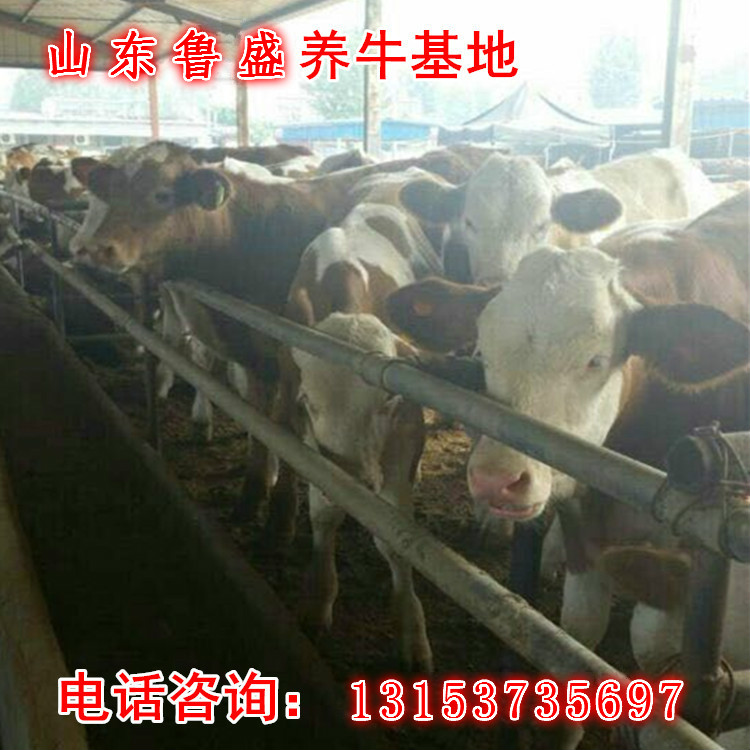 忻州市哪里能买到肉牛苗