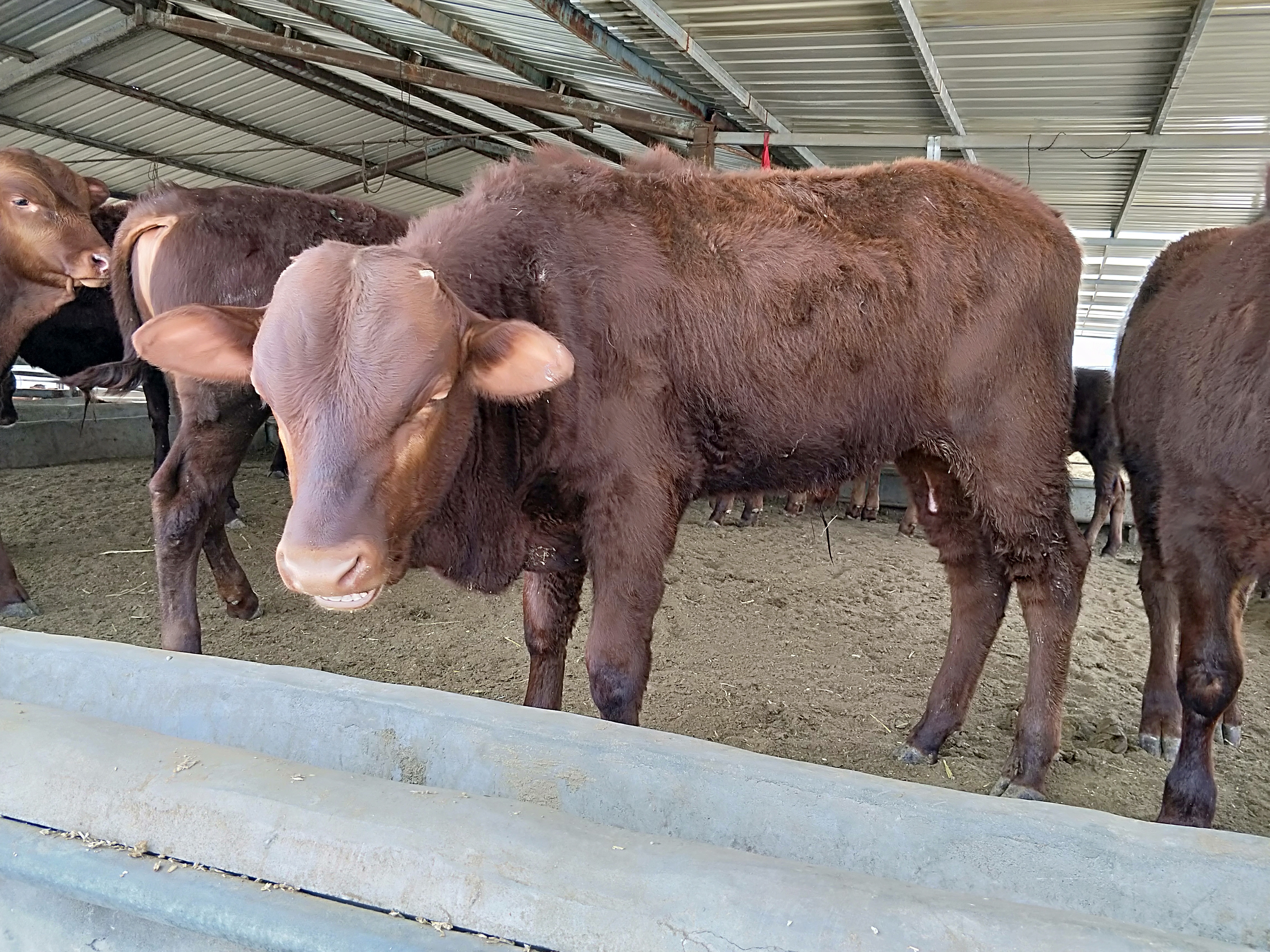 泰安市肉牛苗多少钱一头