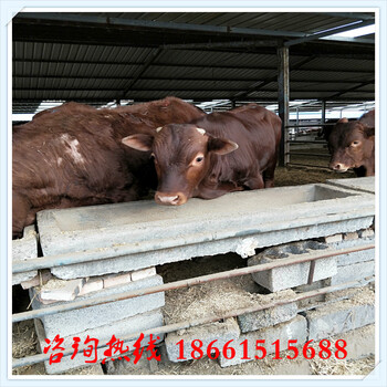 庆阳市种牛犊多少钱