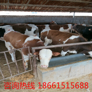 汉中市哪里卖牛小牛犊