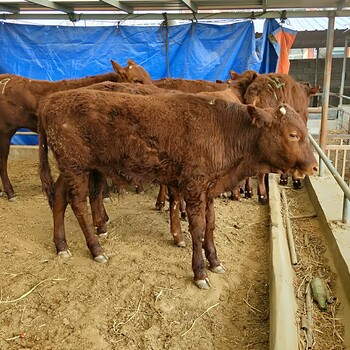 三亚市三个月小肉牛犊价格