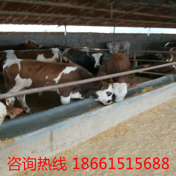 黄山市300斤牛犊多少钱一头