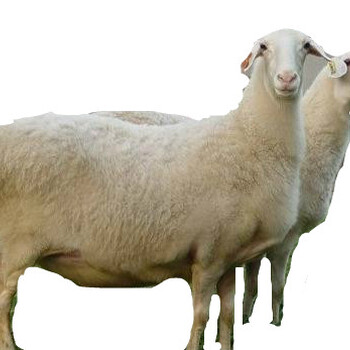 哈尔滨肉羊养殖场