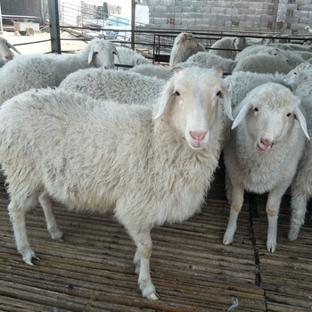 巢湖湖羊批发市场