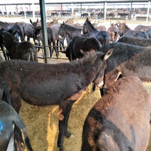 池州市养10头牛犊一年的利润