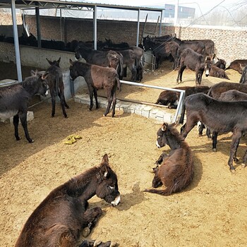 新疆驴皮的市场行情