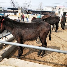 巴彦淖尔市肉牛养殖