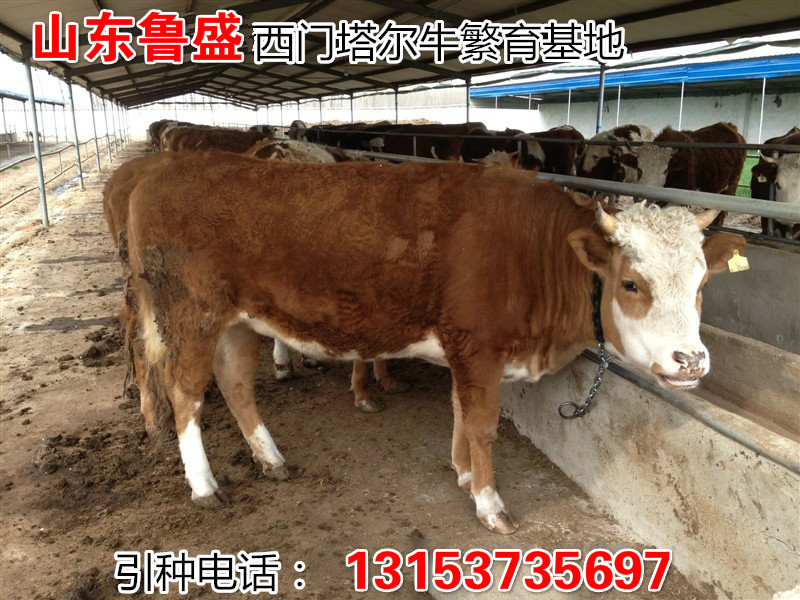 衡阳市牛犊怎么卖