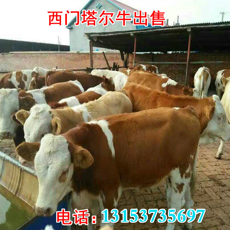 南宁市小肉牛犊价格批发