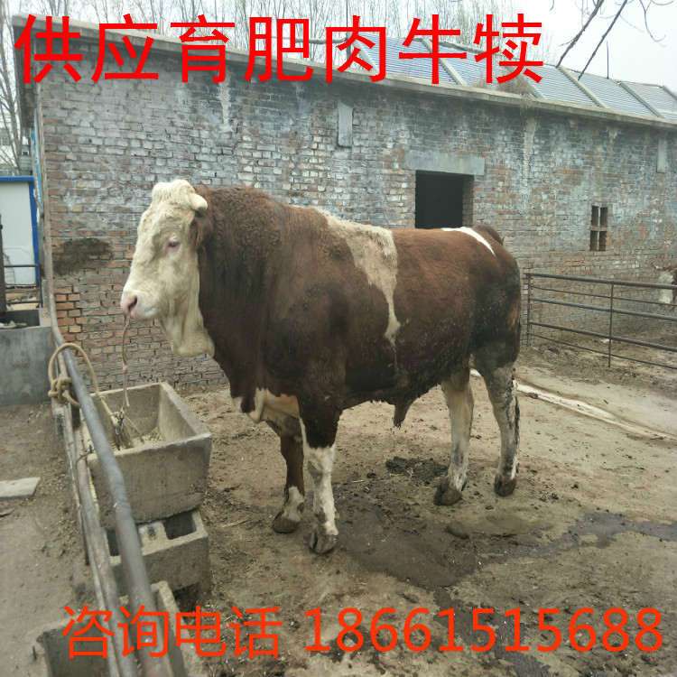 安庆市小牛犊价格