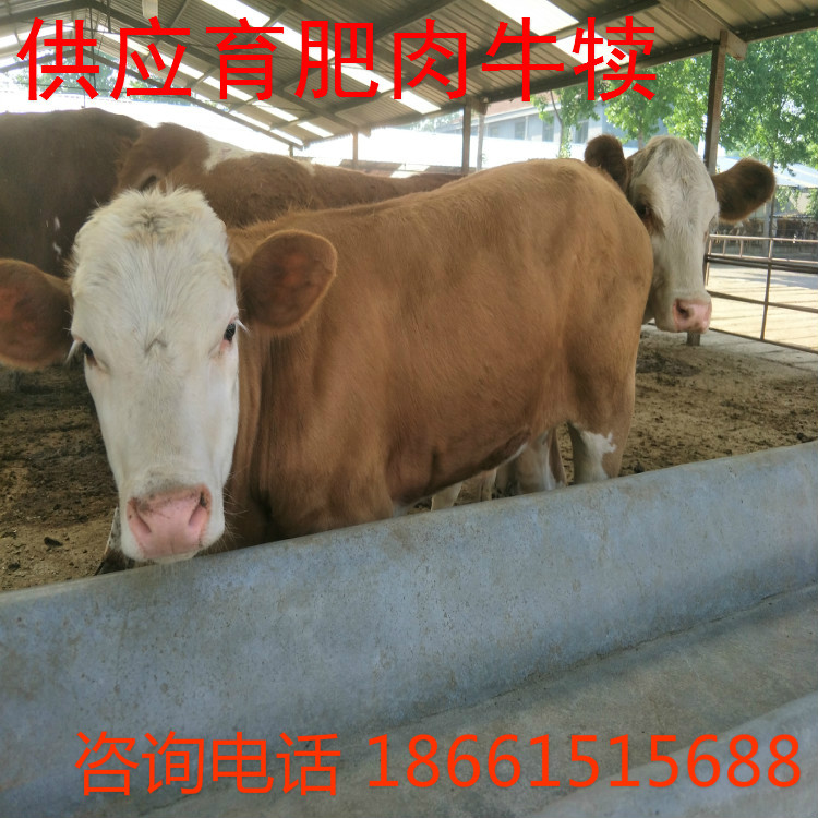 南宁市小肉牛犊价格批发