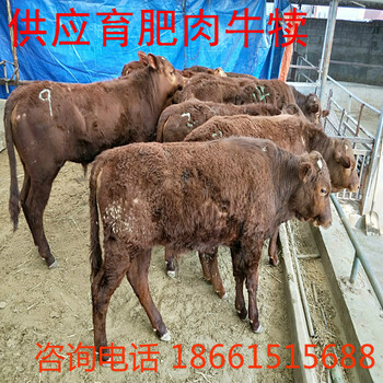 安庆市小牛犊价格