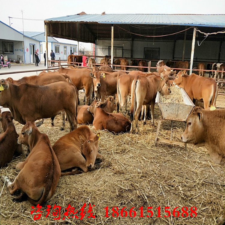 南宁市小肉牛犊价格批发